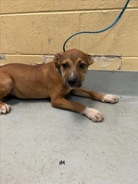 SIRUS - Pit Bull Terrier available for adoption