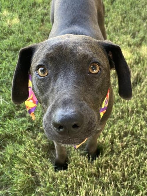 KELCE - Labrador Retriever available for adoption