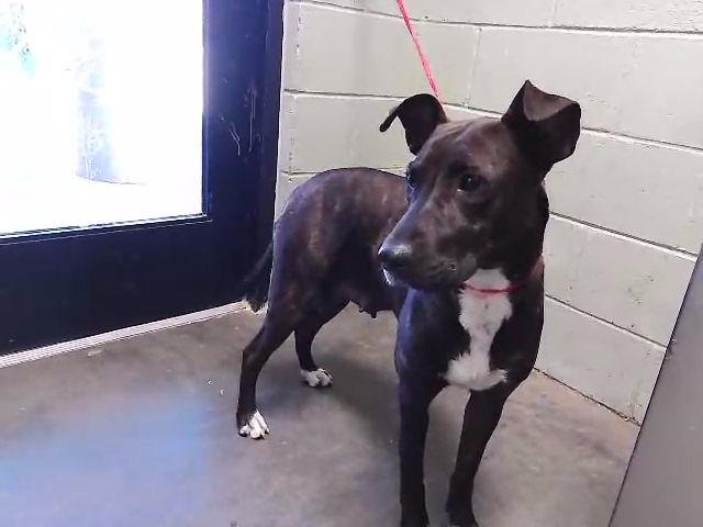 TULLY TEE - Pit Bull Terrier available for adoption