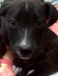 TUNA - Photo 1