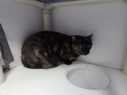 SNIPPET - Domestic Short Hair available for adoption