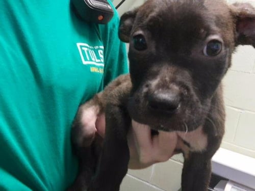 AJ - Pit Bull Terrier available for adoption