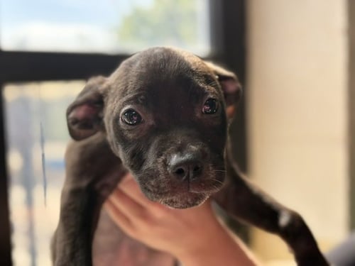 AJ - Pit Bull Terrier available for adoption