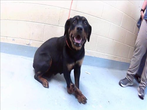 DR. PEPPER - Rottweiler available for adoption