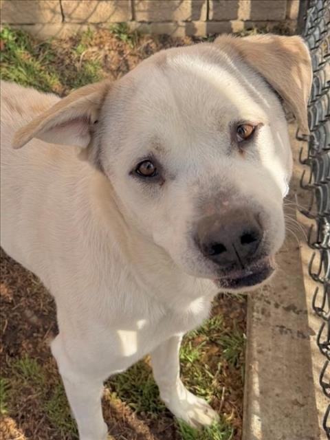 CHARLES - Labrador Retriever available for adoption