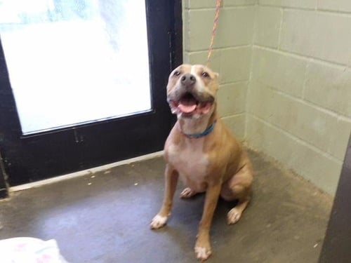 GIVLLIA - Pit Bull Terrier available for adoption
