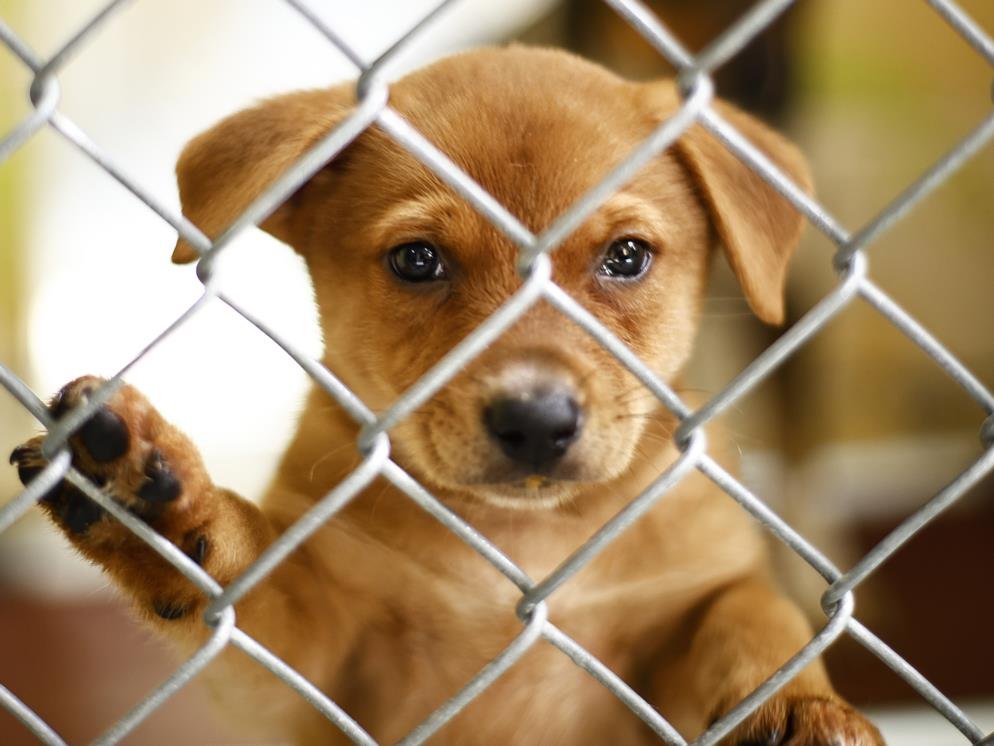 WORM - Pit Bull Terrier available for adoption