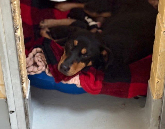 ASTORIA - Doberman Pinscher available for adoption