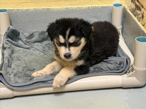 ADAM - Siberian Husky available for adoption