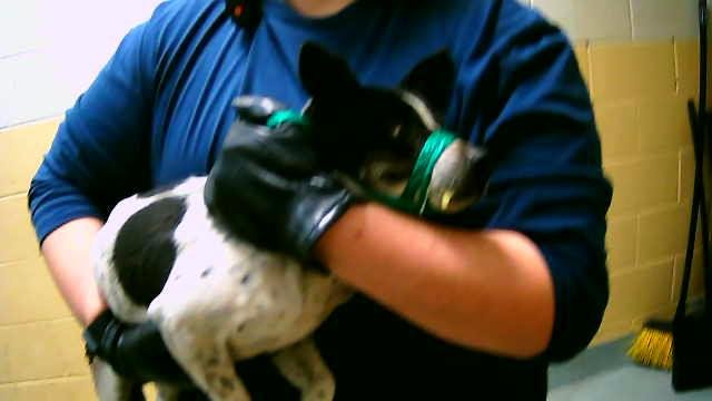 SER HEWITT - Chihuahua available for adoption