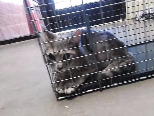 RIDDLES - Domestic Short Hair available for adoption