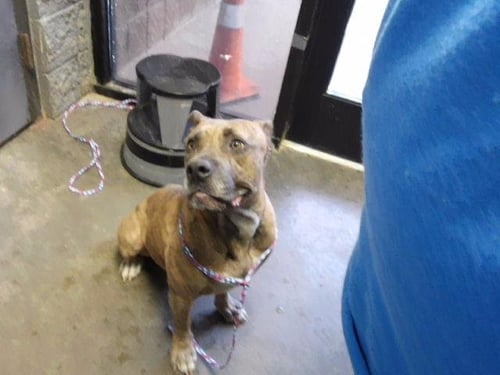 AKITA - American Bulldog available for adoption