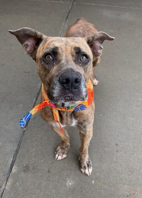 AKITA - American Bulldog available for adoption
