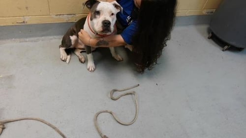 BIBI - Pit Bull Terrier available for adoption