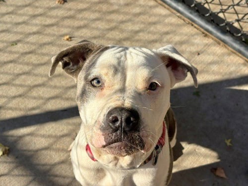 BIBI - Pit Bull Terrier available for adoption