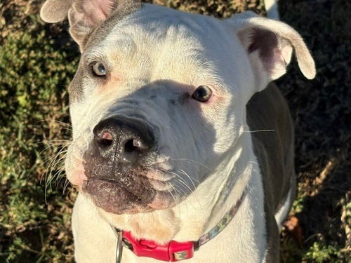 BIBI - Pit Bull Terrier available for adoption