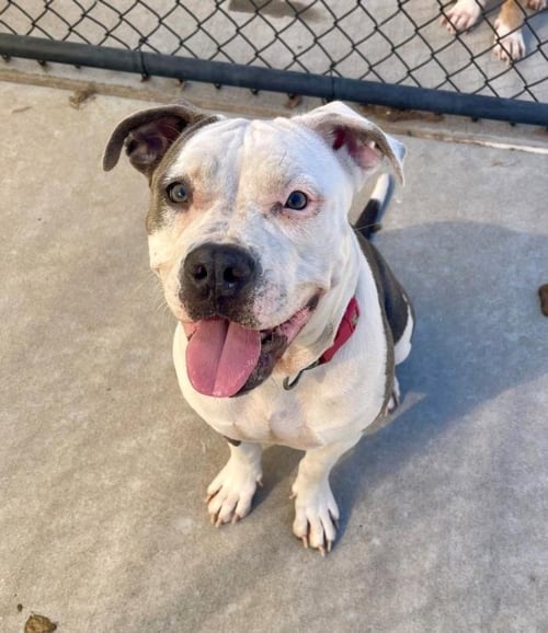 BIBI - Pit Bull Terrier available for adoption