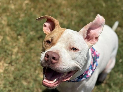 SNOW - Pit Bull Terrier available for adoption