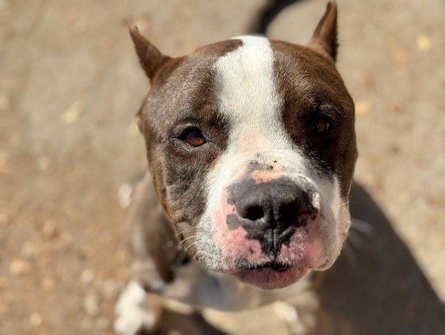 JUMBO - Pit Bull Terrier available for adoption