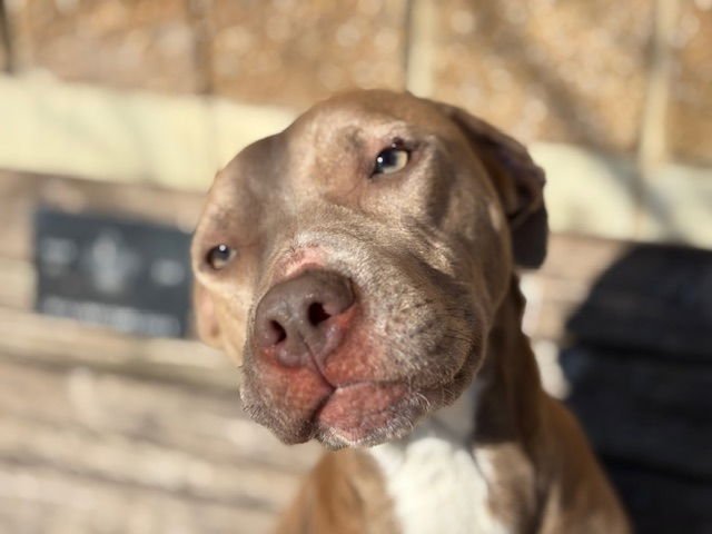 VOILET - Pit Bull Terrier available for adoption