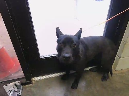 BEEF CAKE - Siberian Husky available for adoption