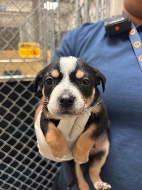 LINGUINI - Doberman Pinscher available for adoption