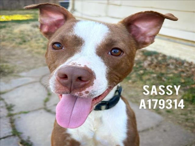 SASSY - Pit Bull Terrier available for adoption