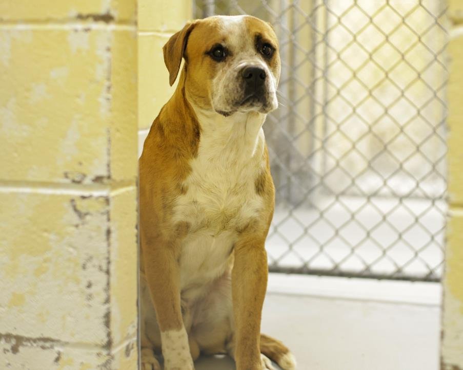 BRISKET - Pit Bull Terrier available for adoption