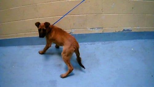 LION - German Shepherd Dog available for adoption