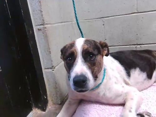 DAISY - Smooth Fox Terrier available for adoption