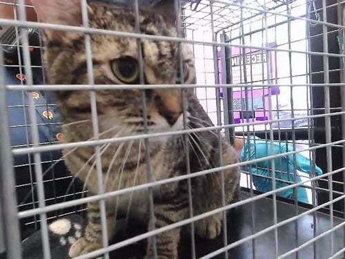 JERZI - Manx for adoption in Broken Arrow