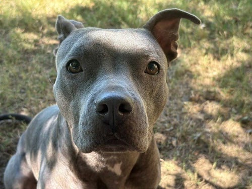 LABUBU - Pit Bull Terrier available for adoption