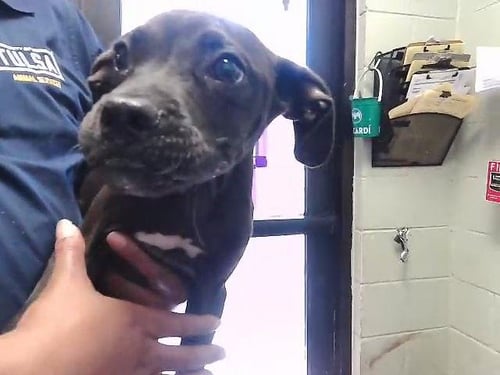 TOMMY - Pit Bull Terrier available for adoption
