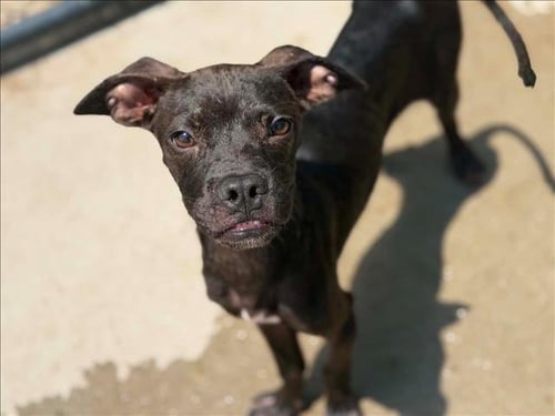 TOMMY - Pit Bull Terrier available for adoption