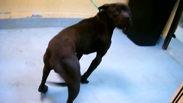 VLADIMIR - Pit Bull Terrier available for adoption