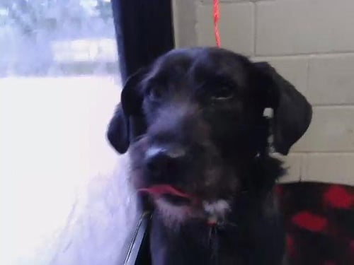 LIA - Schnauzer available for adoption