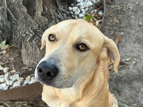 WILLOW - Labrador Retriever available for adoption