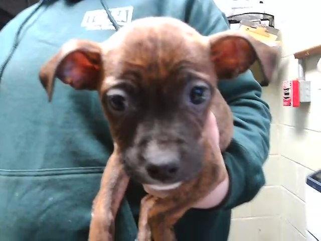 SIERRA - Pit Bull Terrier available for adoption