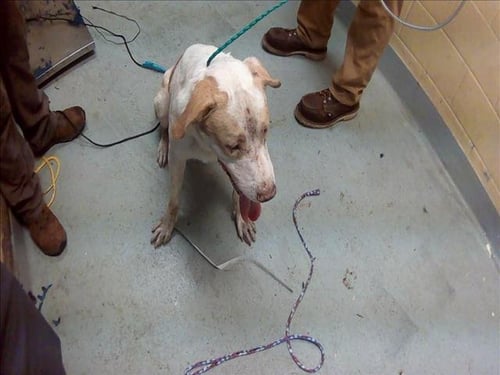 GEORGE - Pit Bull Terrier / Labrador Retriever available for adoption