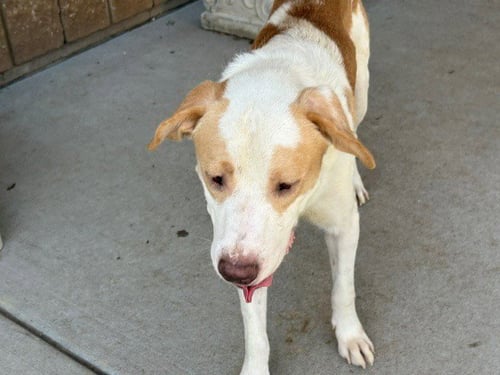 GEORGE - Pit Bull Terrier / Labrador Retriever available for adoption