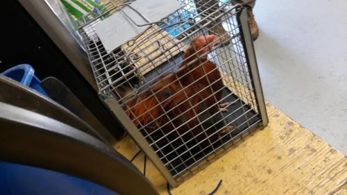 BUBBA - Chicken available for adoption