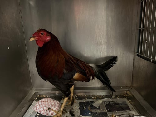 BUBBA - Chicken available for adoption