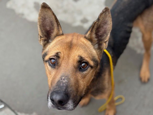 RUSTY - German Shepherd Dog available for adoption