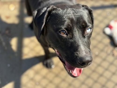 AUDIO - Labrador Retriever available for adoption