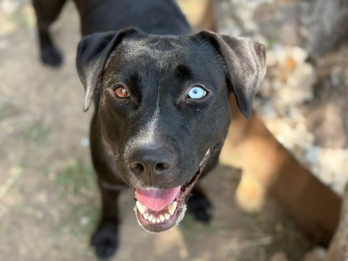 AUDIO - Labrador Retriever available for adoption