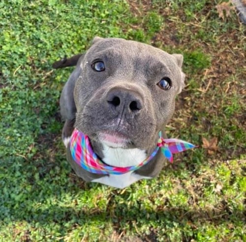 BRIDGET - Pit Bull Terrier available for adoption