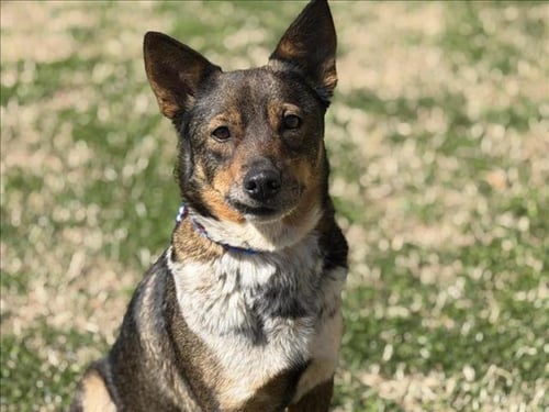 ZION - Australian Kelpie available for adoption