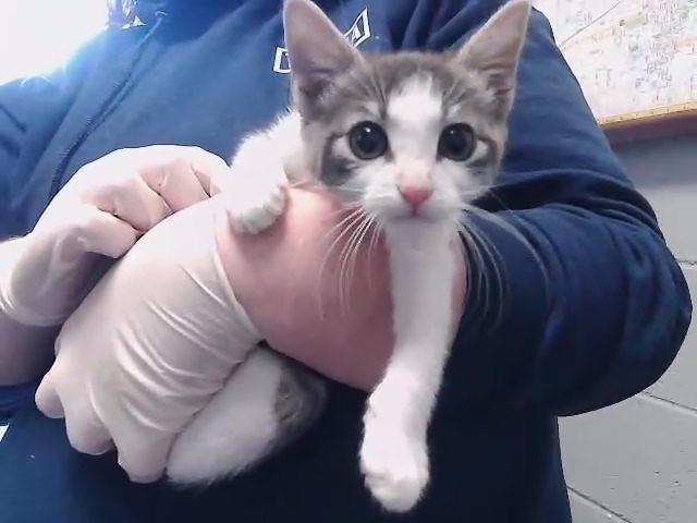 BLUEBERRY - Domestic Short Hair available for adoption