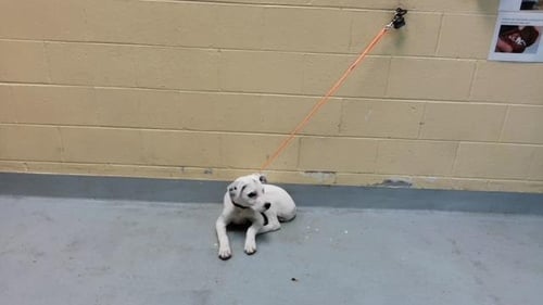 ACE - Pit Bull Terrier available for adoption