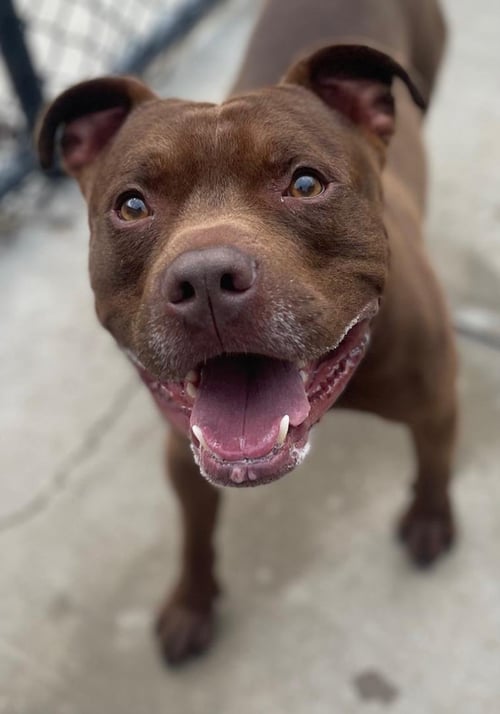 BRUCE - Pit Bull Terrier available for adoption
